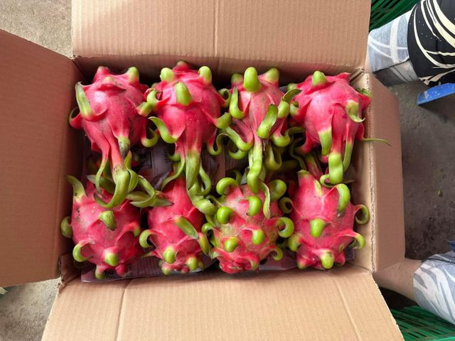 Hot Item Of Dragon Fresh Fruit Tropical Fruit Dried Dragon Fruit Frozen Pitaya Organic from VietNam Manufacture - Image 3