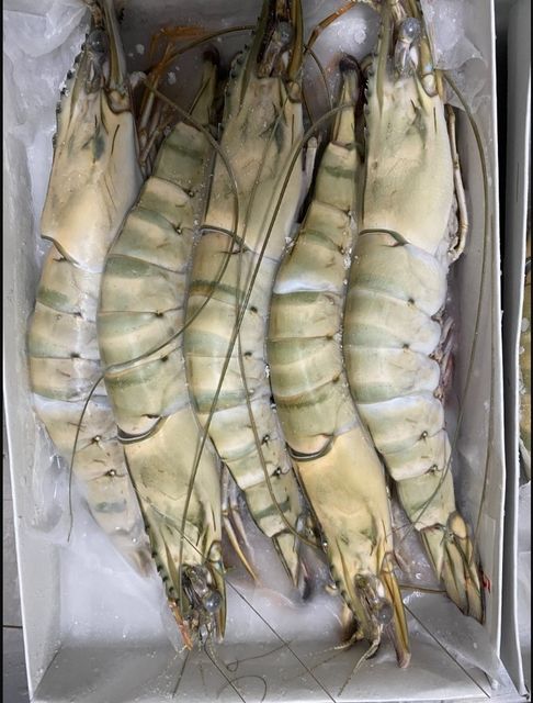 HOT SEASON 2023 Frozen Black Tiger HOSO/ Whole Tiger Prawn Best Price For Sale - Image 4