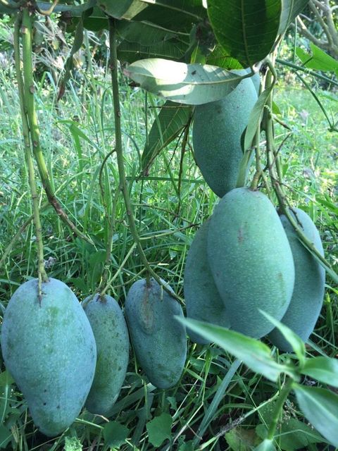 High Quality Fresh Mango Fresh Fruit Frozen Fruits Fresh Mangos Packing Box In VietNam Export Fruit - Image 3