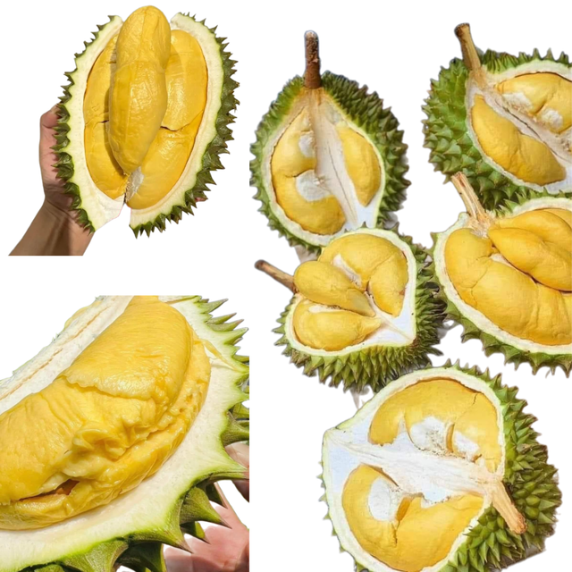 The Best Fresh Durian , Tropical Fruit, Vietnam Export products to China, Thailand, Malaysia, Turkey Frozen Durian - Image 4