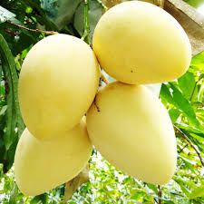 The New Fresh Mango Fruit Organic Packed In Box Vietnam Manufacturer VietNam Export Products Fresh Green Mango - Image 2