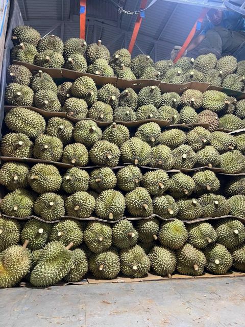 Wholesaler Fresh Durian Monthong, Fresh durians , Fresh Fruit For Sale Organic Packed In Box Vietnam Manufacturer - Image 2