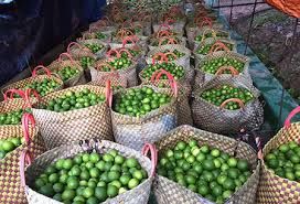 Special Fresh Lemon Lime Without Seed Seedless Lime Green Organic Packed In Box in Vietnam To Dubai UAE Thailand - Image 4