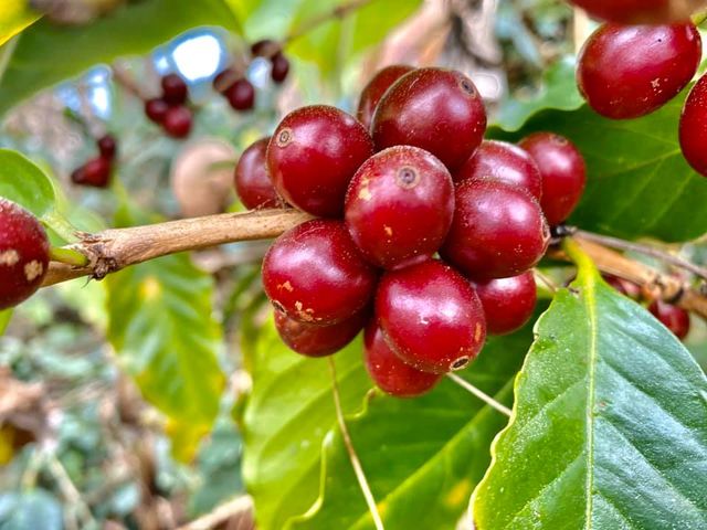 Robusta Raw Coffee Beans High Quality Screen 16 Honey Process Vietnamese Single Origin Long Shelf Life in 60kg Jute bags - Image 5