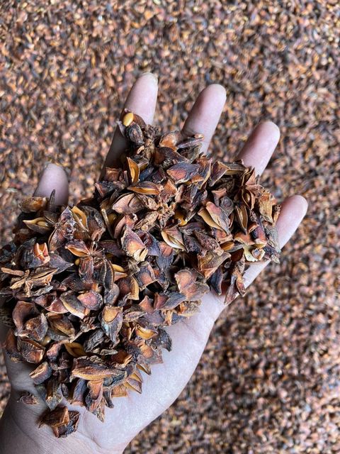 Wholesale 2023 Low Price Star Anise Best Quality Spring Dried Star Anise Spices For Cooking - Image 5