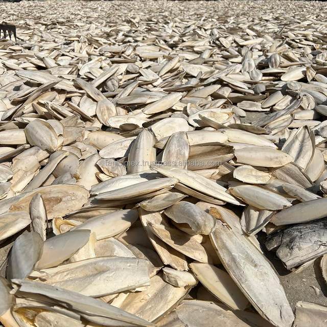 Dry Cuttlefish Bone's Source from factory with wholesale price High quality Cuttlefish bone dried A grade for birds - Image 3