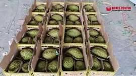The Best Fresh Durian , Tropical Fruit, Vietnam Export products to Thailand, Malaysia, Turkey Durian Fruit Fruit Box Packaging - Image 3