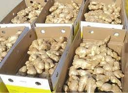 Special Item Ginger Keep Dry Or Refrigerated Old Organic Packed In Box Made In Vietnam Fresh Vegetables - Image 4