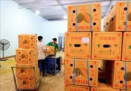 The Best Fresh Durian , Tropical Fruit, fresh durian fruit for sale Organic fruits, Durian freeze dried - Image 4