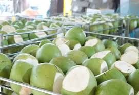 Cool Coconuts Water Coconut Green Coconut Packing Box Fresh Coconut From Vietnam - Image 6