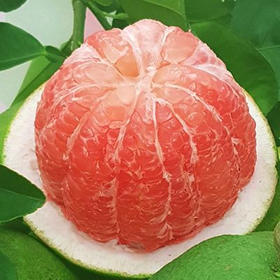 Green Grapefruit Natural Sweet Taste Fresh Pomelo Brix 10 - 13% Made In Ben Tre Vietnam Size 1.0kg to 1.8kg Export Standard - Image 3