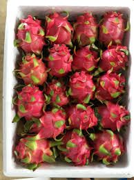 High Quality Pitaya Fruit Keep Dry Or Refrigerated Organic White And Red Dragon Fruit Packed In Box Vietnam Manufacturer - Image 3