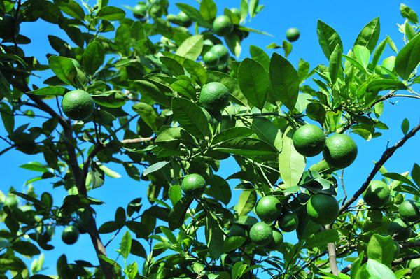 Top Selling Fresh Citrus Fruit Seedless Lime Premium Quality Vietnam - Image 3