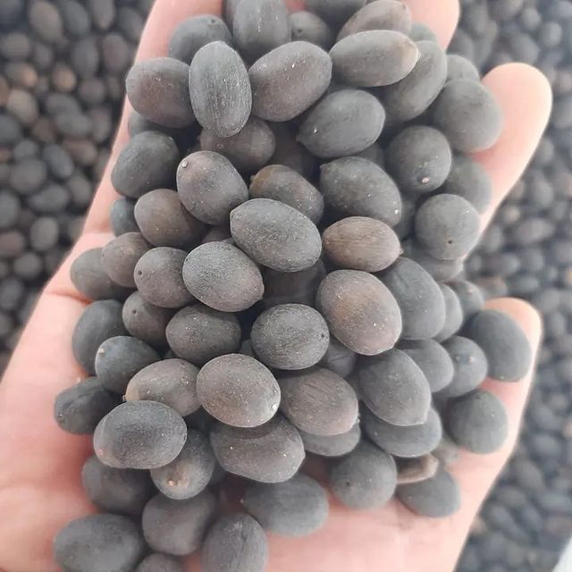 Vietnam lotus seeds pure cheapest prices Shelf Life 2 Model Number 01 Address Vietnam Content lotus seed Ingredients lotus - Image 1