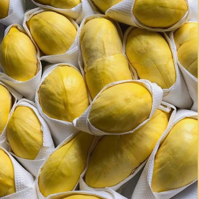 The Best Fresh Durian , Tropical Fruit, Vietnam Export products to China, Thailand, Malaysia, Turkey - Image 2