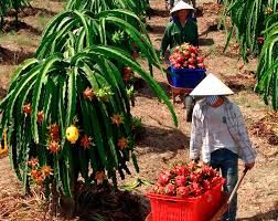 The Best Fresh Tropical Fruit Of Vietnam Organic Fruit Dry Fruit Frozen Dragon Fruit The Fruit For Heathy - Image 3