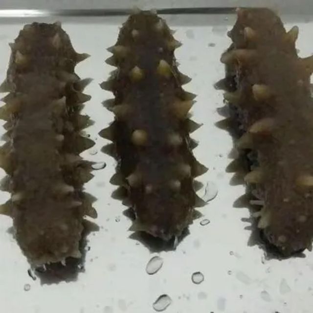 High quality sea cucumber price from manufacturer, dried sea cucumber rich nutrition wholesale - Image 4