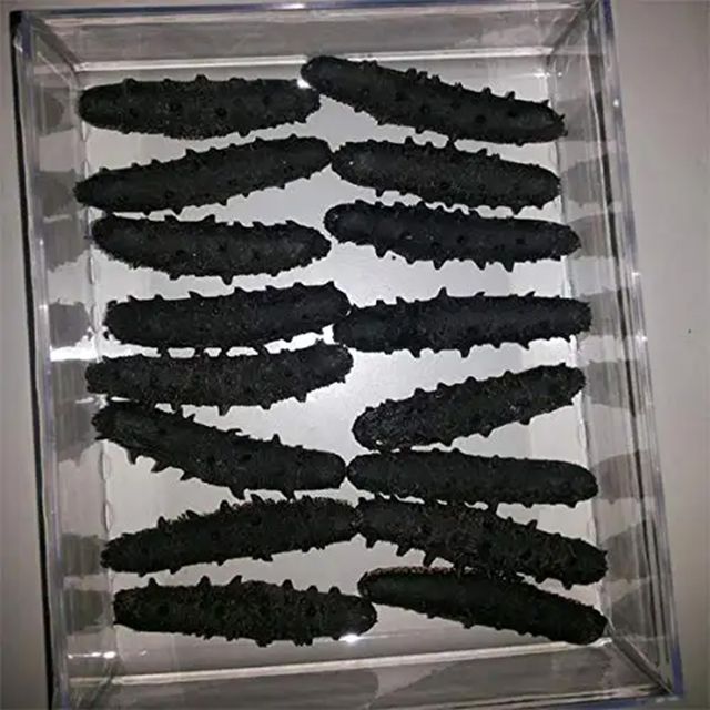 Natural sea cucumber high quality, dried sea cucumber rich nutrition wholesale price - Image 3
