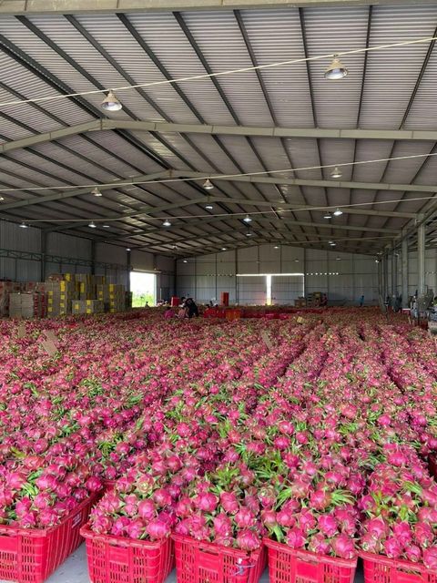 Vietnam Fresh Dragon Fruit/ Wholesale Pitaya Fruit Vietnam/Very Cheap Price Red Dragon Fruit WhatsApp +84 96 871 5470 – product photo 4, product detail gallery