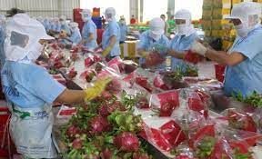 Cheap Price Of Pitaya Fruit Fresh Fruit Tropical Fruit Cool Fresh Dragon Fruit Packing Box In Vietnam - Image 3