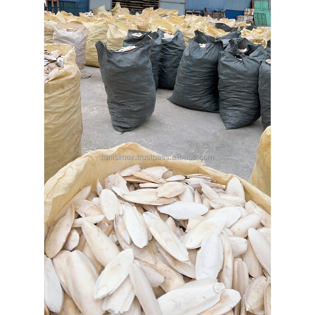 Dry Cuttlefish Bone's Source from factory with wholesale price High quality Cuttlefish bone dried A grade for birds - Image 4