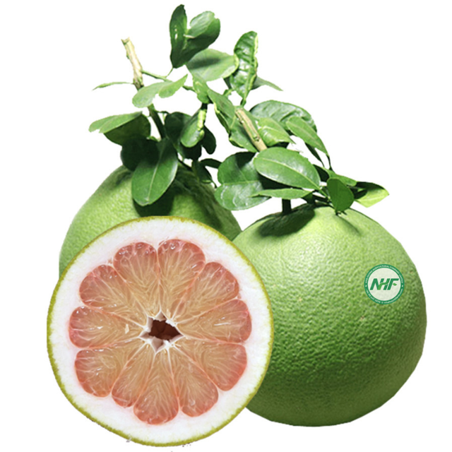 BEST PRICE FOR PREMIUM FRESH GREEN SKIN POMELO GRAPEFRUIT EXPORT FROM VIETNAM STANDARD ISO GLOBAL - Image 3