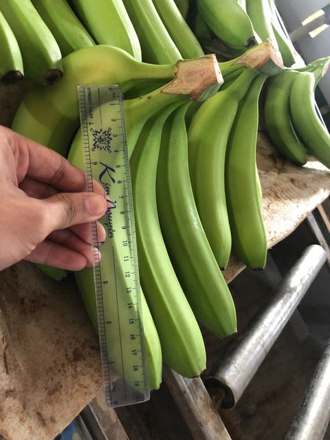 TOP-GRADE ORGANIC FRESH CAVENDISH BANANA FROM VIETNAM – product photo 4, product detail gallery
