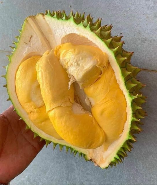The Best Fresh Durian , Tropical Fruit, fresh durian fruit for sale Organic fruits Organic Packed In Box Vietnam Manufacturer - Image 5