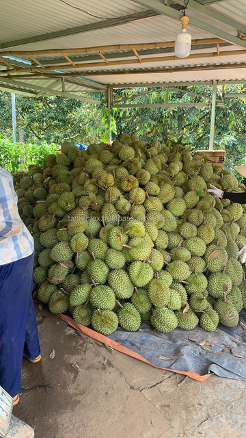 Best price of Fresh Durian Fruit Natural Yellow Color Grade A Durian - Image 3
