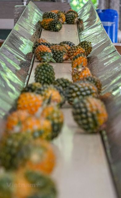 Wholesale fresh pineapple Wholesale Cheap Price High Quality Pineapple – product photo 3, product detail gallery