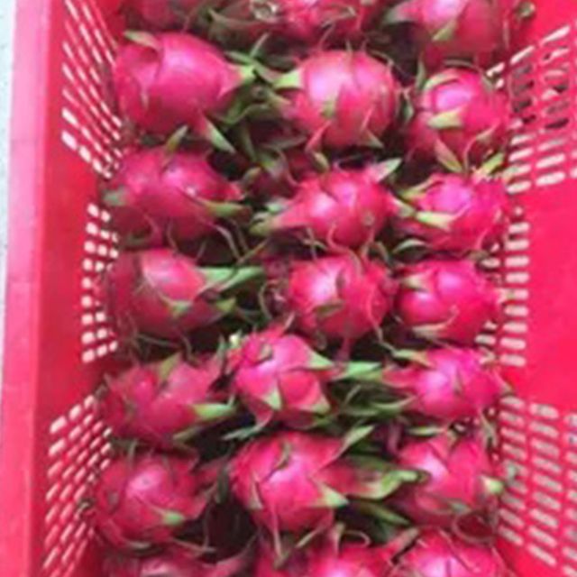 BEST PROMOTION FOR HIGH QUALITY FRESH WHITE DRAGON FRUIT FROM VIETNAM FARM - Image 5