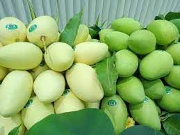 High Quality Fresh Mango Fresh Fruit Frozen Fruits Fresh Mangos Packing Box In VietNam Export Fruit - Image 4