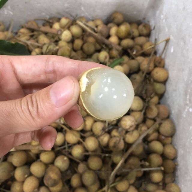 Sweet taste IQF process Frozen Lychee seedless from Vietnam - Frozen Longan 100% Frozen lychee Longnhan origin Vietnam - Image 5