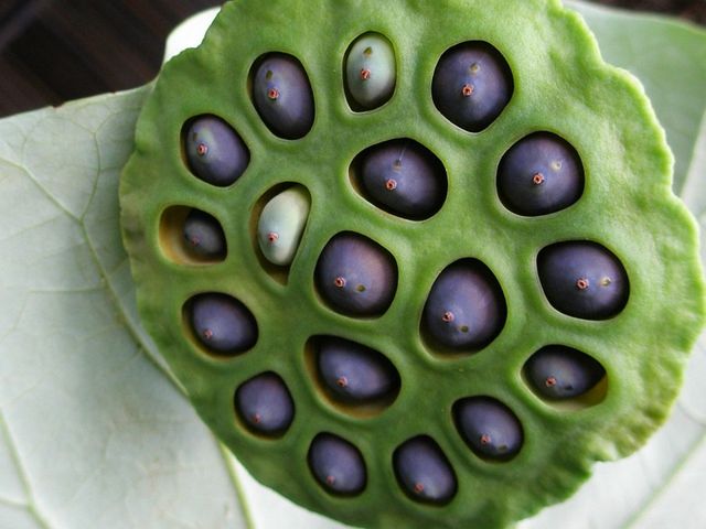 High Quality Natural Black Lotus Whole Raw Black Lotus Seeds Flower Seeds - Image 3