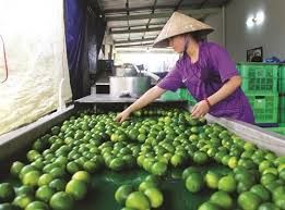 Fast Delivery Lime Without Seed Keep Cool, Lemon, Seedless Fruit, Limon, Delivery Turkey, China, UAE - Image 2
