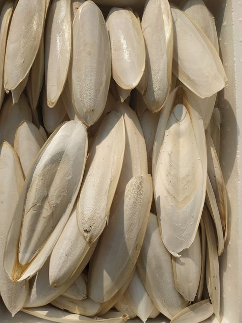 Vietnam Dried Cuttlebone Cleaned Blister High Quality/ Dried Cuttlefish Bone For Birds - Image 3
