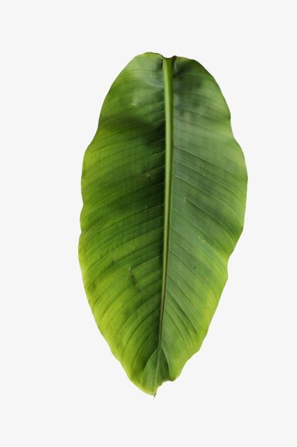 VIETNAM BANANA LEAF SUPPLIER - HIGH-QUALITY EXPORTER - Image 4