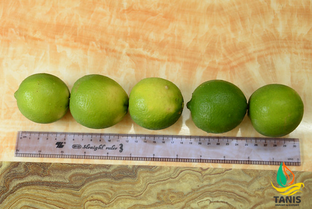 Natural Fresh Green Seedless Lime Premium quality Lemon from Vietnam with international standards and good for health - Image 3