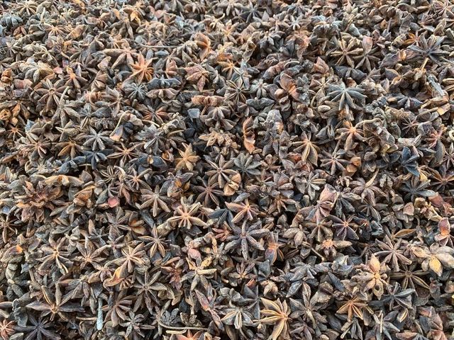 Factory Wholesale Low Price Star Anise Best Quality Canh Danh star anise Dried Star Anise Spices Decoration - Image 5