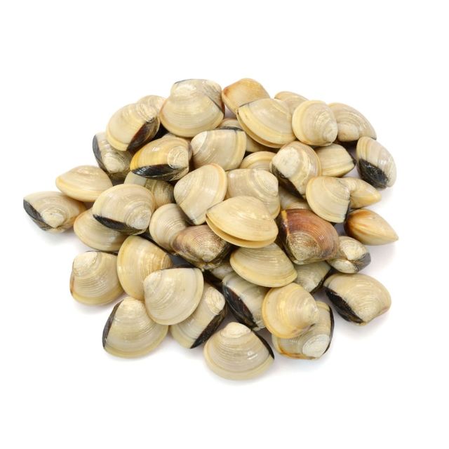 EU STANDARD FROZEN WHITE AND YELLOW CLAMS - BEST PRICE ORIGIN VIETNAM - Image 4