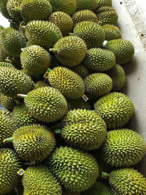 Wholesaler Fresh Durian Monthong , Durian Frozen, Fresh Fruit Organic Packed In Box Vietnam Manufacturer - Image 6