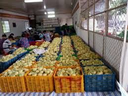 The New Fresh Mango Fruit Organic Packed In Box Vietnam Manufacturer VietNam Export Products Fresh Green Mango - Image 5