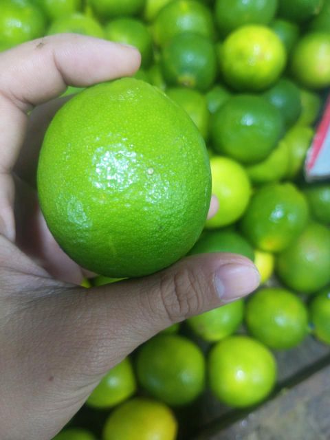 Top Selling Fresh Citrus Fruit Seedless Lime Premium Quality Vietnam - Image 5