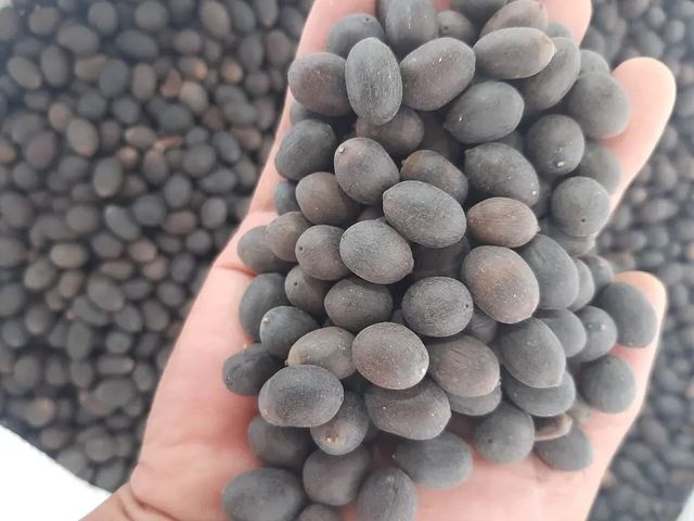 Vietnam lotus flower seeds sorted type Shelf Life 2 Model Number 01 Address Vietnam Content lotus seed Ingredients lotus - Image 5
