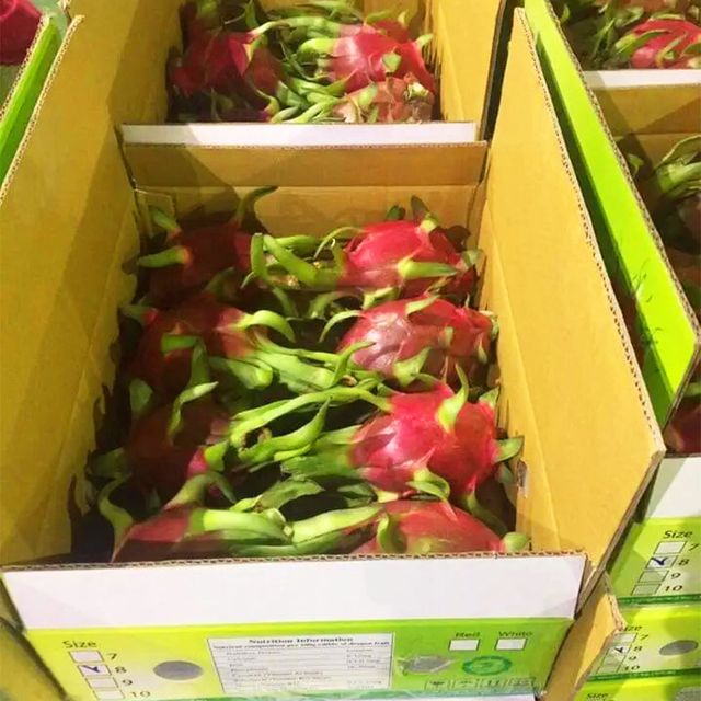 BEST PROMOTION FOR HIGH QUALITY FRESH WHITE DRAGON FRUIT FROM VIETNAM FARM - Image 4