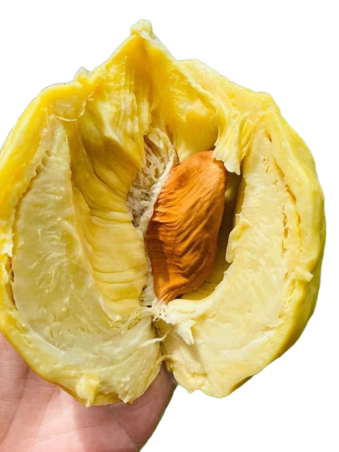 The Best Fresh Durian , Tropical Fruit, Fresh Durian Fruit, Vietnam Export Products, Bangladesh, Turkey, India, China Fresh Duri - Image 5