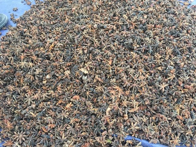 Factory Wholesale Low Price Star Anise Best Quality Canh Danh star anise Dried Star Anise Spices Decoration - Image 4