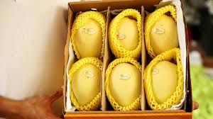 Wholesaler Fresh Green Mango Frozen Mangos Tropical Fruit Frozen Fruit Sweet Mango Vietnamese Fruit High Quality - Image 3