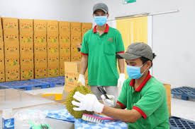 The Best Fresh Durian , Tropical Fruit, Vietnam Export products to China, Thailand, Malaysia, Turkey Fresh Durian Malaysia - Image 3