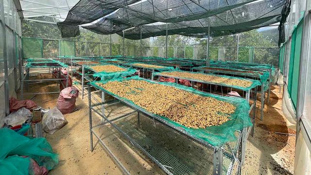 Traditional Robusta Vietnamese Coffee Buon Me Thuot Beans Honey Process Premium Quality Long shelf-Life - Image 2